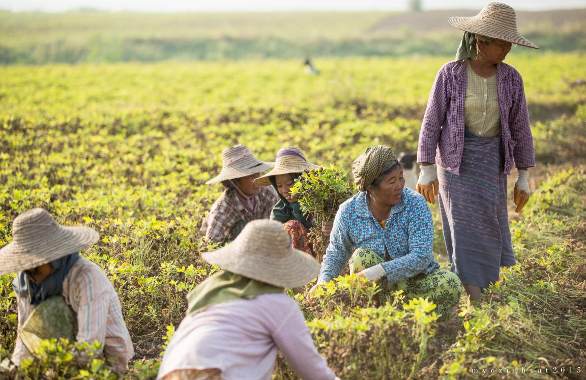Women farmers in Myanmar